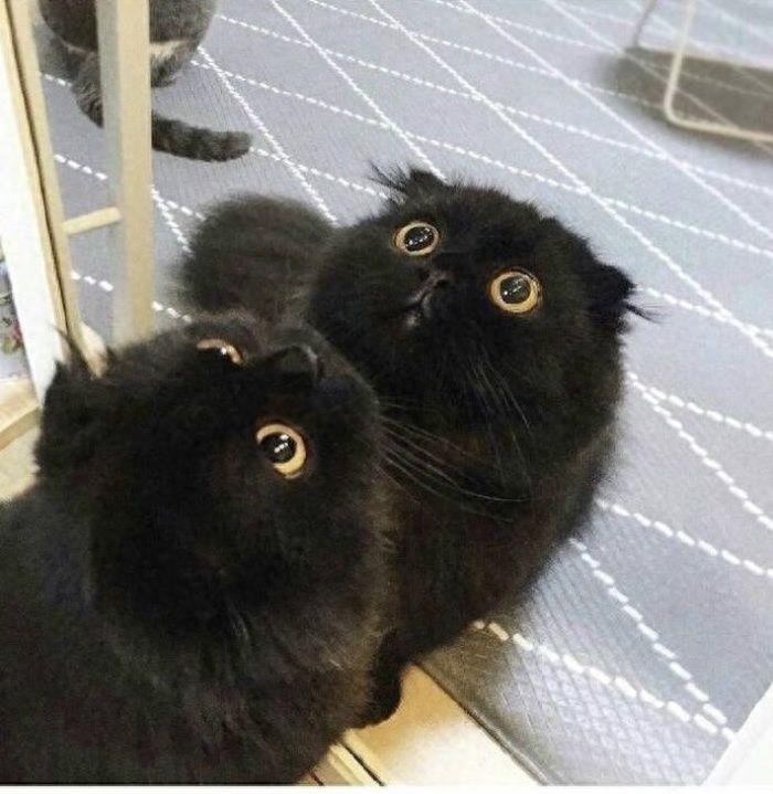 每日更新|高清无水印|带来好运的黑猫头像