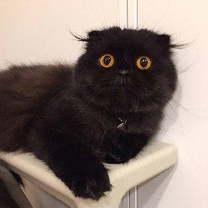 每日更新|高清无水印|带来好运的黑猫头像