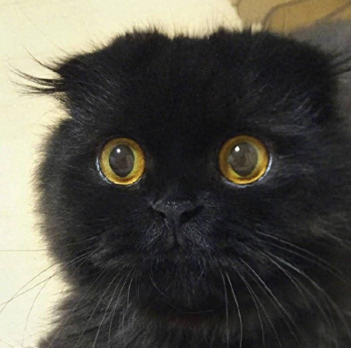 每日更新|高清无水印|带来好运的黑猫头像