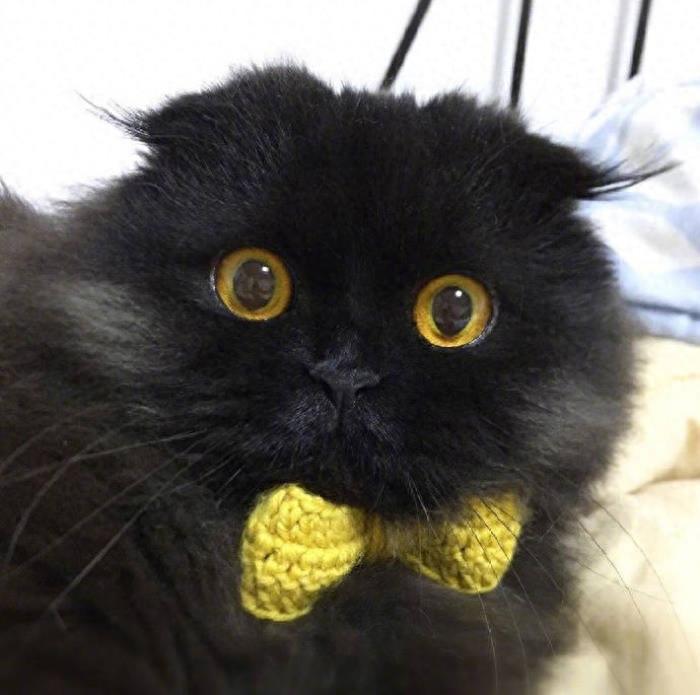 每日更新|高清无水印|带来好运的黑猫头像