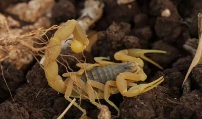 ​横行中东的金幽灵，以色列杀人蝎！