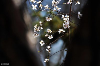 ​赞美男子的句子，文雅至极