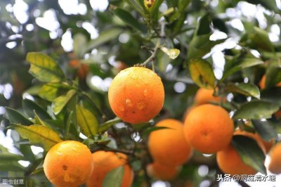 ​麻阳冰糖橙，也被称为冰糖泡，汁多味甜好吃不上火，值得大家品尝