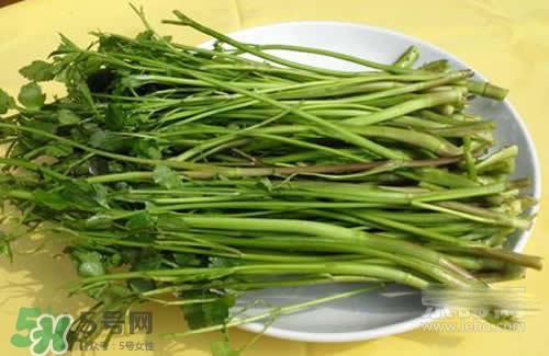 吃野芹菜会中毒吗？吃野芹菜中毒了怎么办？