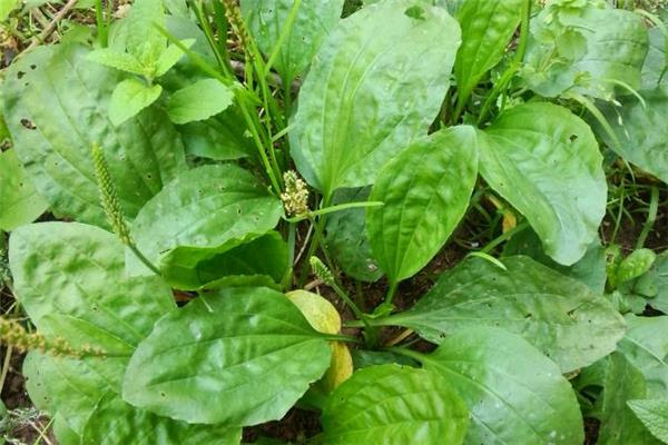 车前草可以治尿频吗 车前草熬水可以治什么病