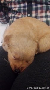 ​金毛胖墩儿一个月至四个月大时的几张照片