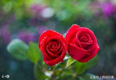 ​农民种植玫瑰花能赚多少钱？