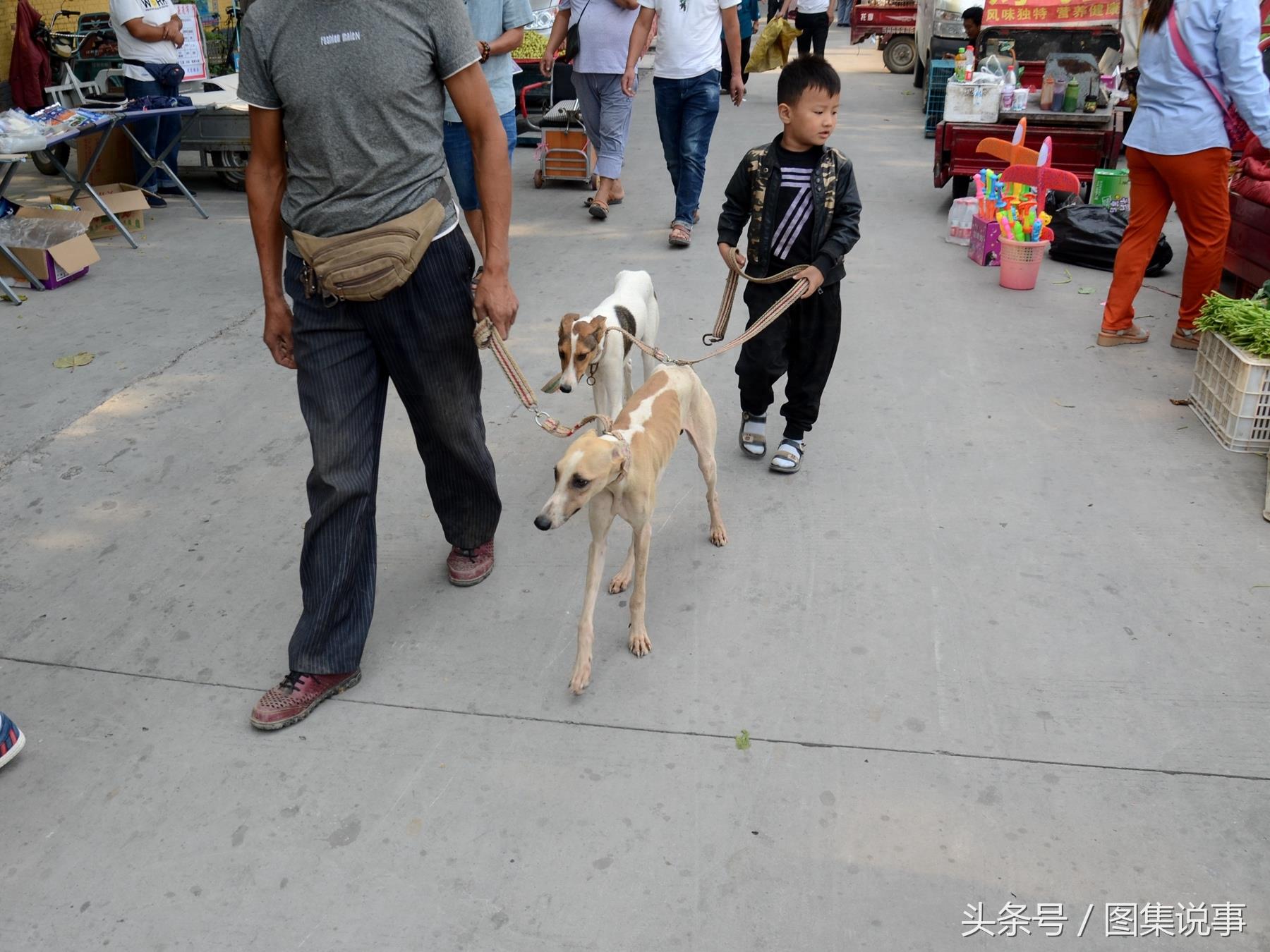 和媳妇逛小镇狗市：300元买只金毛，是不是太便宜了？