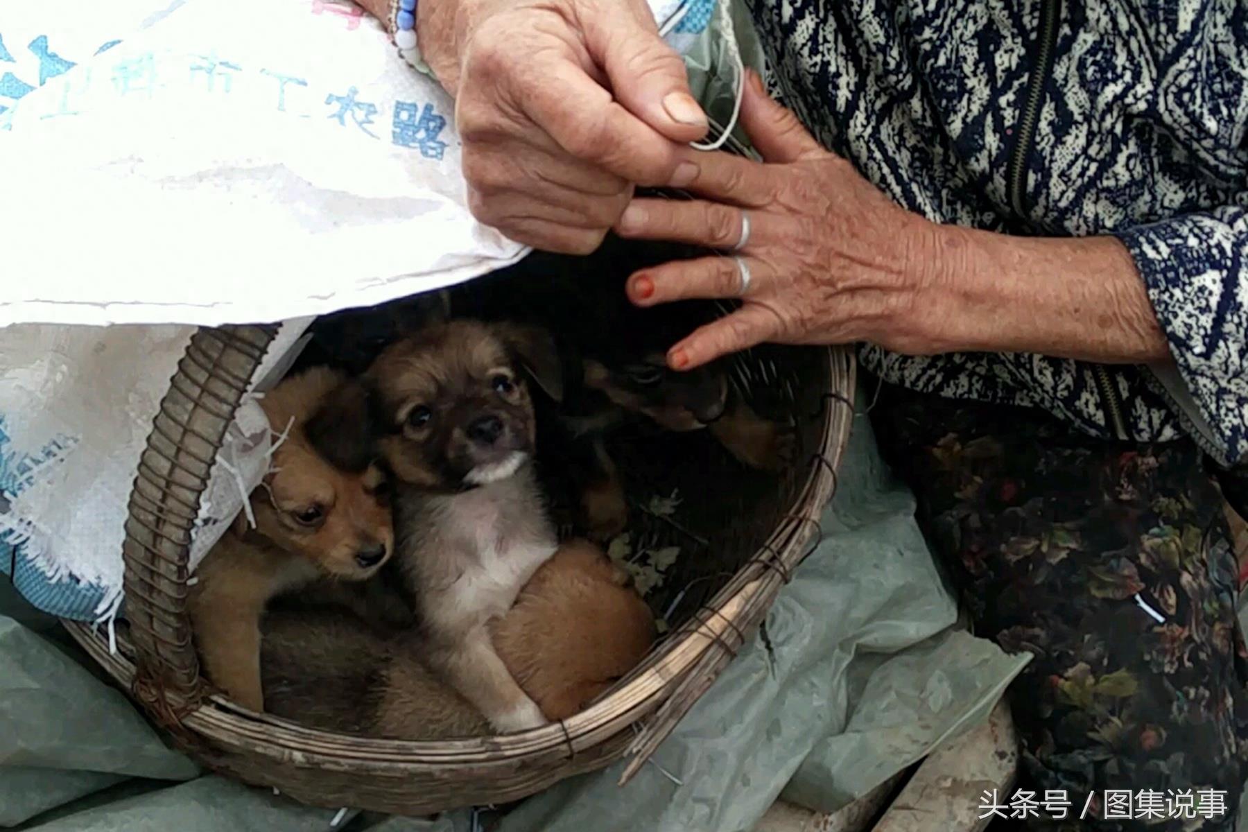 和媳妇逛小镇狗市：300元买只金毛，是不是太便宜了？