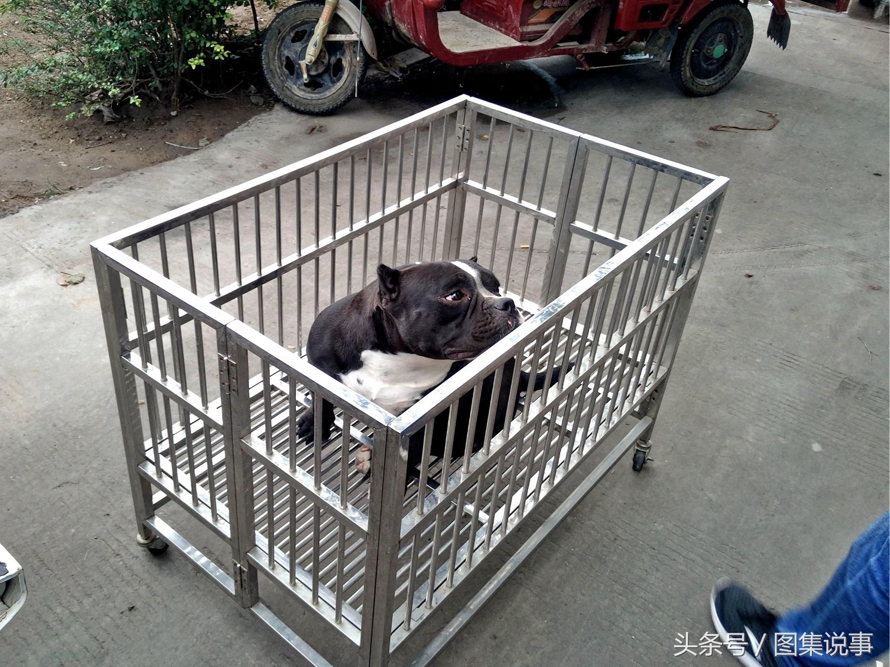 和媳妇逛小镇狗市：300元买只金毛，是不是太便宜了？