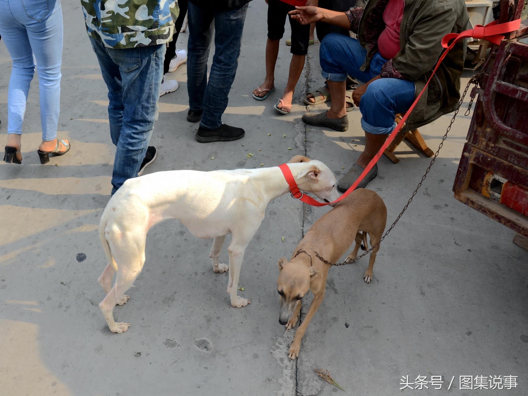 和媳妇逛小镇狗市：300元买只金毛，是不是太便宜了？