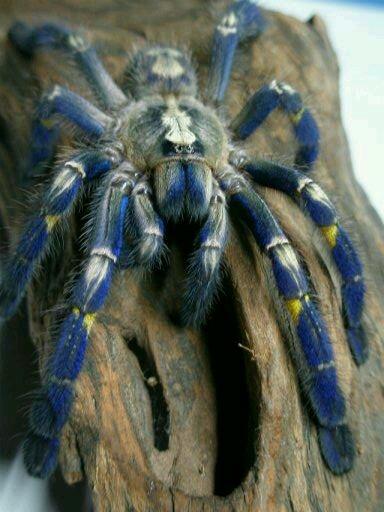 蓝宝石华丽雨林——华丽的外表让人喜爱,当宠物饲养