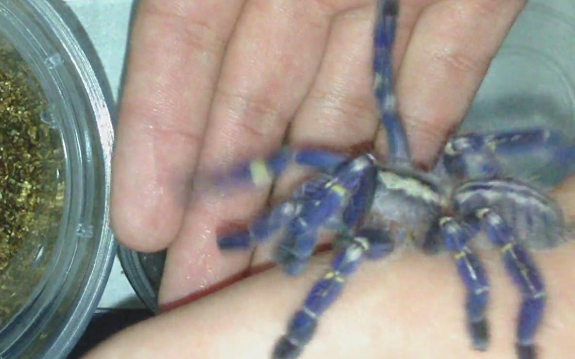 蓝宝石华丽雨林——华丽的外表让人喜爱,当宠物饲养