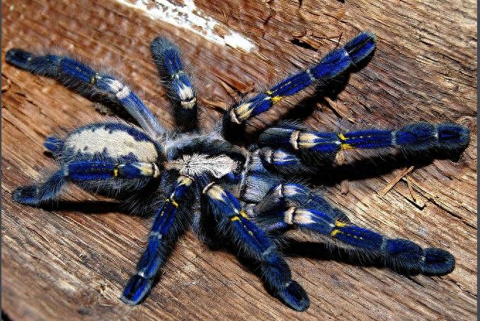 蓝宝石华丽雨林——华丽的外表让人喜爱,当宠物饲养