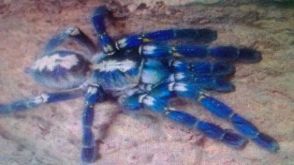 蓝宝石华丽雨林——华丽的外表让人喜爱,当宠物饲养