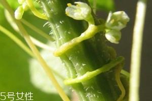 菟丝子可以泡酒吗 菟丝子泡酒比例 菟丝子可以泡酒吗 菟丝子泡酒比例