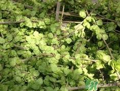 榆钱可以和什么一起吃?榆钱不能和什么一起吃? 榆钱可以和什么一起吃?榆钱不能和什么一起吃?