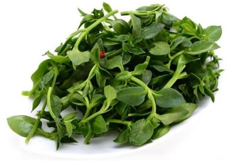 田七是热性还是凉性 味甘微苦性温