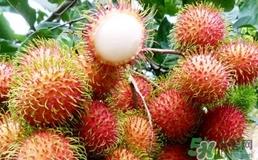 红毛丹怎么保存?红毛丹怎么保存时间长? 红毛丹怎么保存?红毛丹怎么保存时间长?