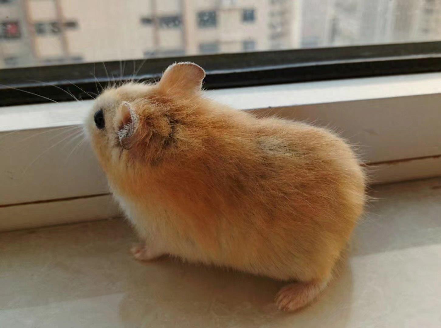 肥肥呆呆的布丁鼠,每张都会萌到你!