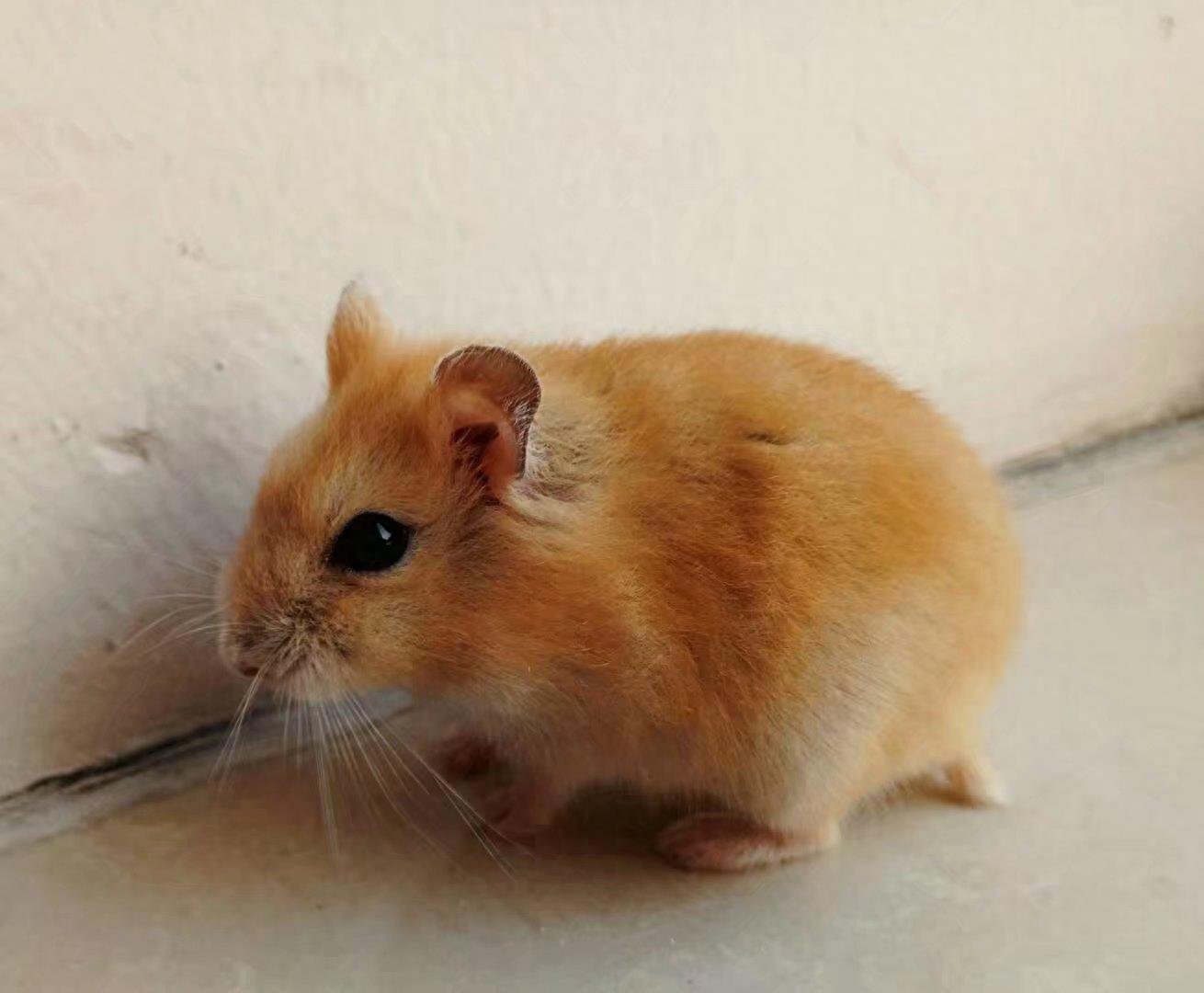 肥肥呆呆的布丁鼠,每张都会萌到你!