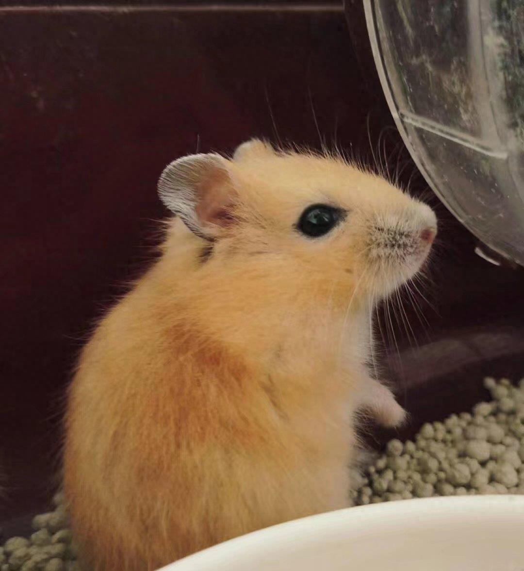 肥肥呆呆的布丁鼠,每张都会萌到你!