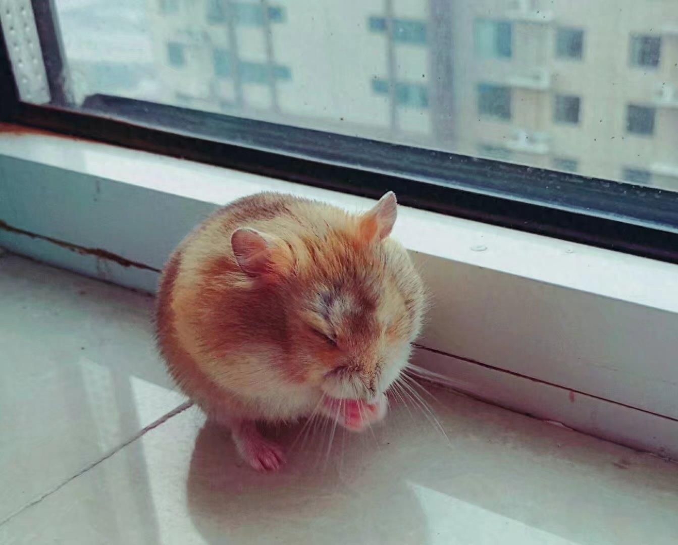 肥肥呆呆的布丁鼠,每张都会萌到你!