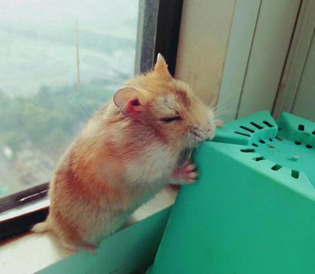 肥肥呆呆的布丁鼠,每张都会萌到你!