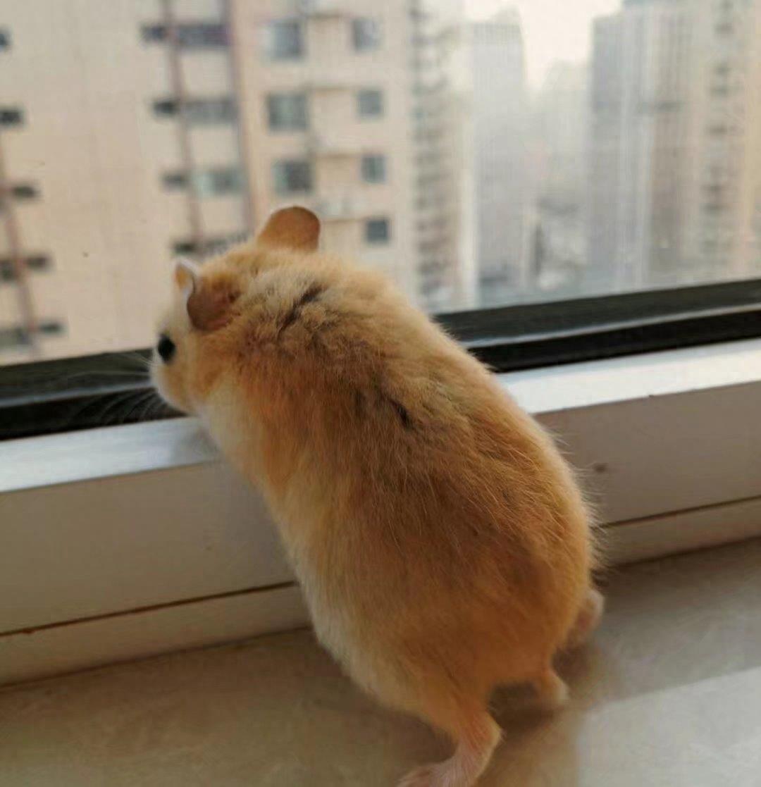 肥肥呆呆的布丁鼠,每张都会萌到你!