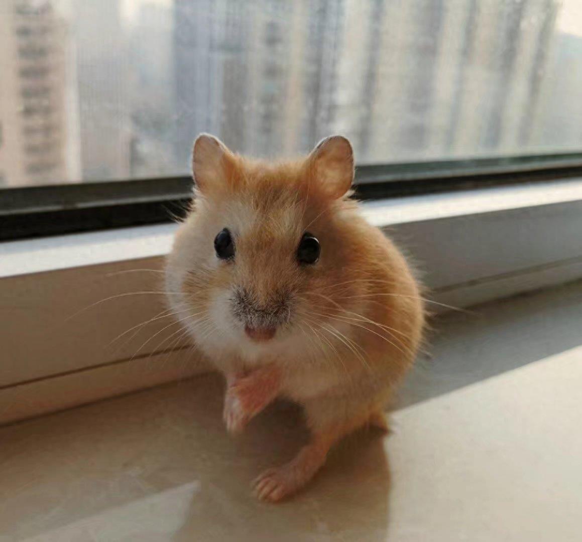 肥肥呆呆的布丁鼠,每张都会萌到你!