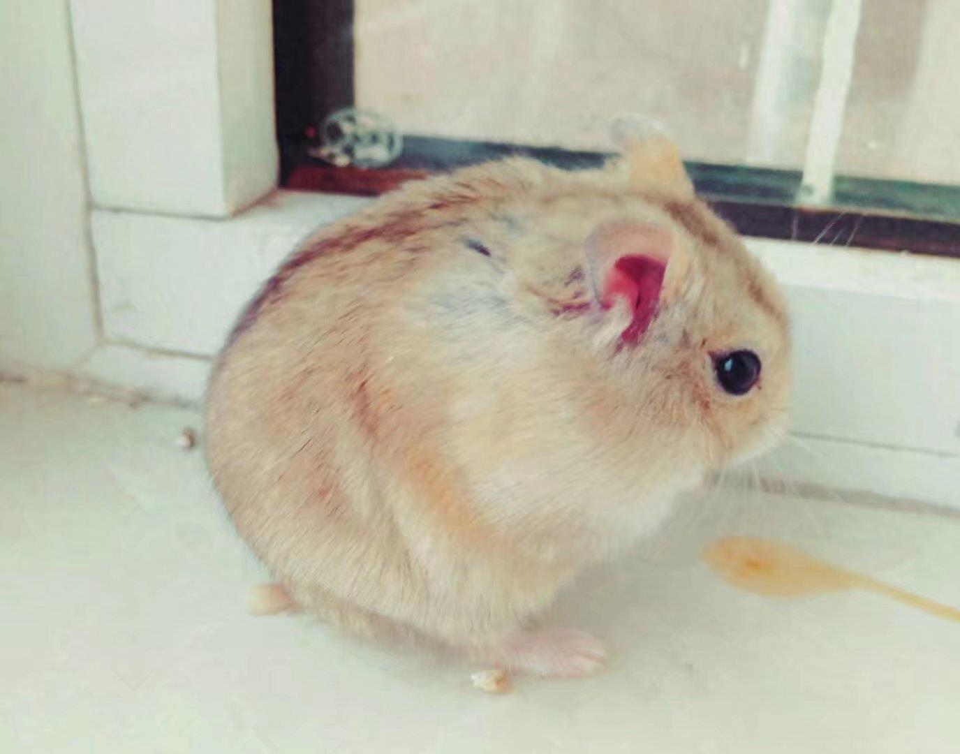 肥肥呆呆的布丁鼠,每张都会萌到你!