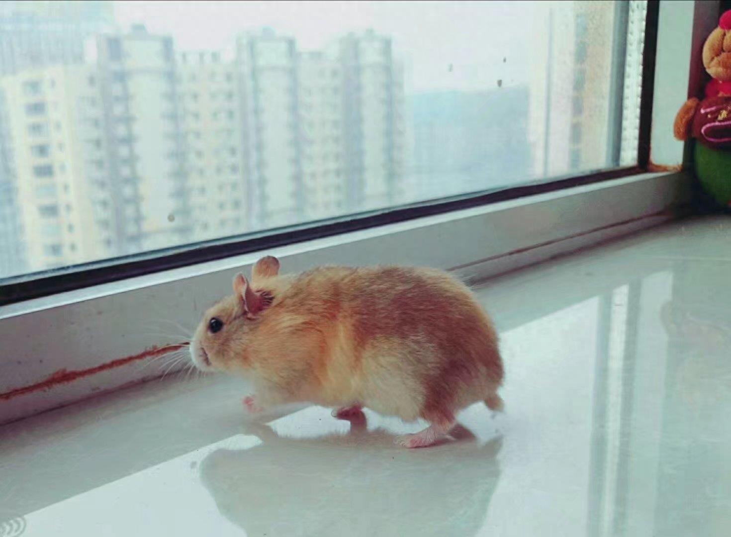 肥肥呆呆的布丁鼠,每张都会萌到你!