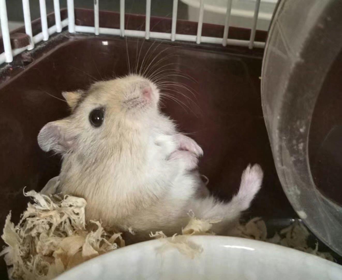 肥肥呆呆的布丁鼠,每张都会萌到你!