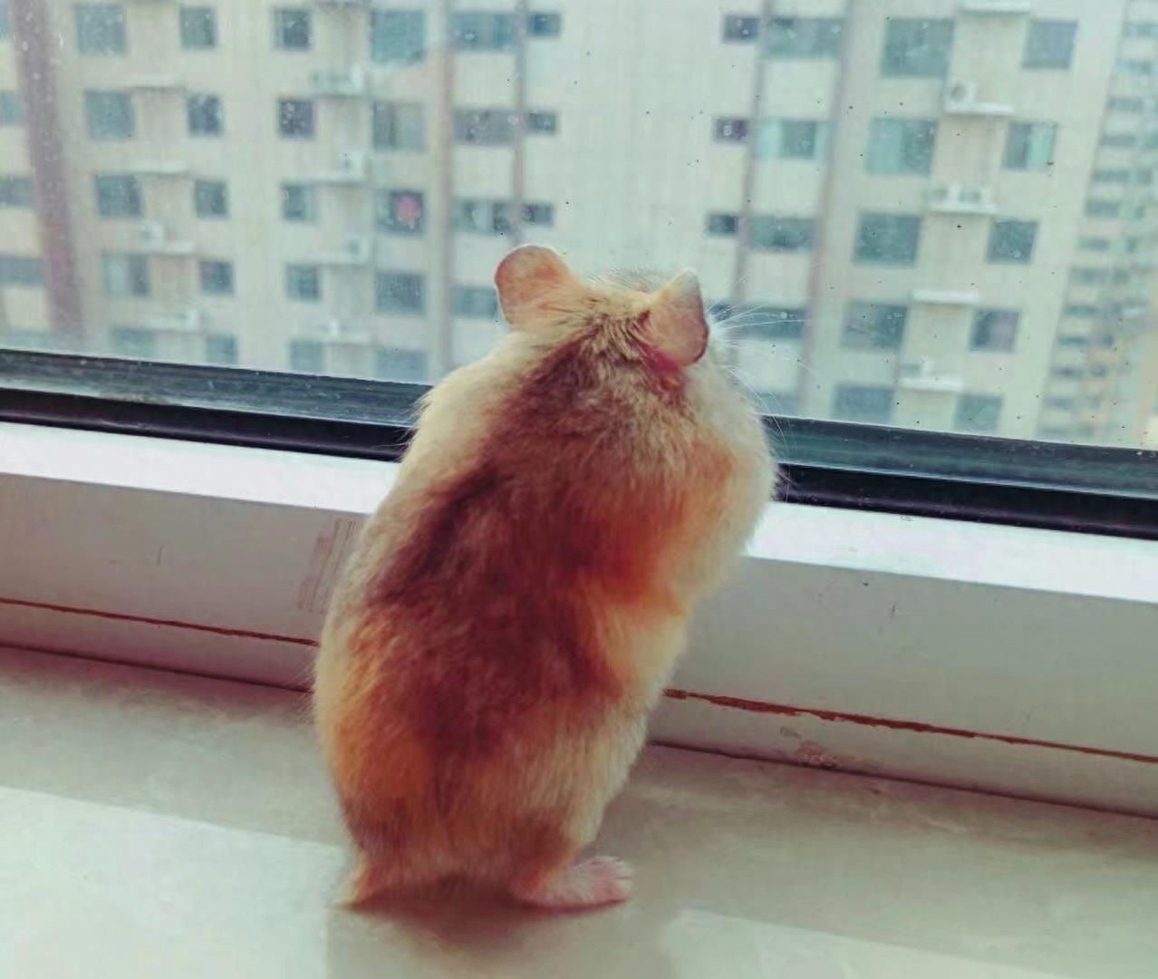 肥肥呆呆的布丁鼠,每张都会萌到你!