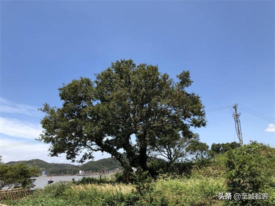 温岭的七彩小岛小箬村,虽是网红渔村却依然古朴清幽