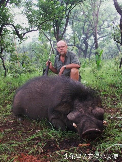 最强悍的一种野猪:巨林猪个头最大最有杀伤力!