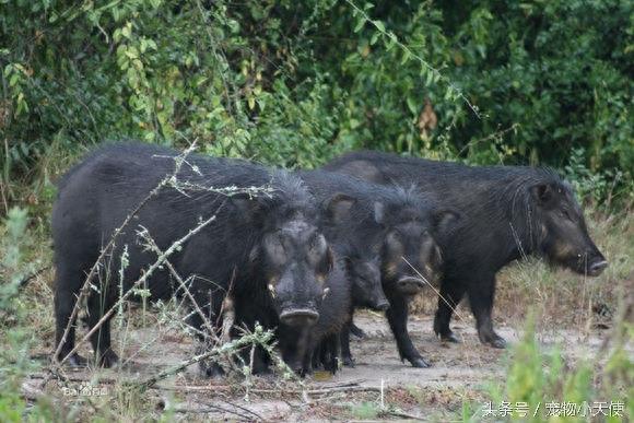 最强悍的一种野猪:巨林猪个头最大最有杀伤力!