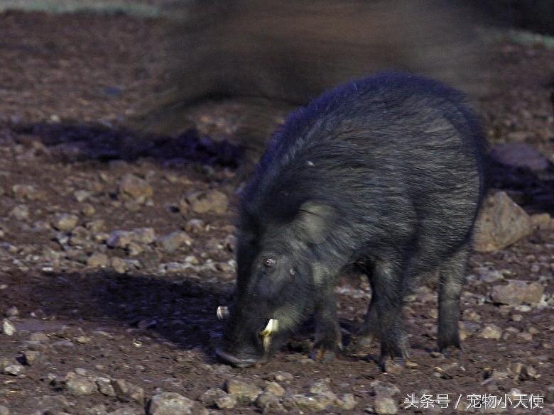 最强悍的一种野猪:巨林猪个头最大最有杀伤力!