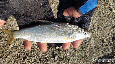 ​钓鱼百科，黄尾鲴鱼，各种钓技方法窝料饵料选择