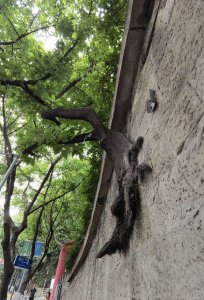 ​黄桷树，石头缝里“蹦出来”的重庆市市树