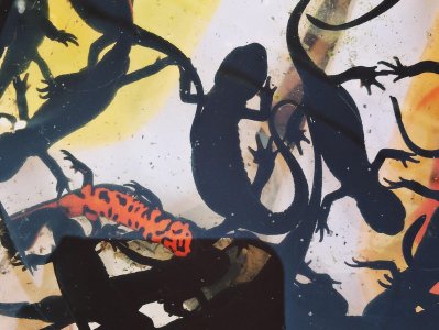 ​蝾螈当宠物 老板说没毒专家说有毒