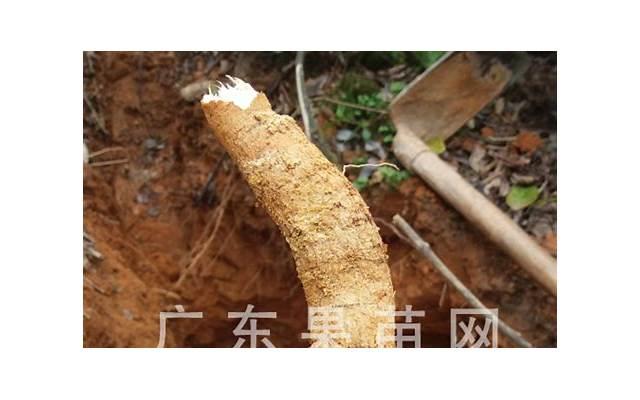 金牛座的男生靠谱吗「有个金牛座的男朋友会怎么样」