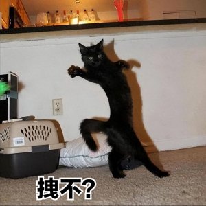 ​“不要养黑猫”？其中原因，老祖宗早已劝告过！