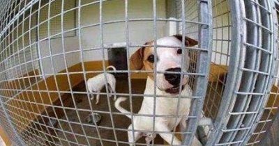 ​千万不要把狗狗随便送人，六个后果都很严重，可能会让狗狗丧命