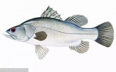 ​被人类快吃灭绝的入侵鱼类-尼罗河鲈鱼