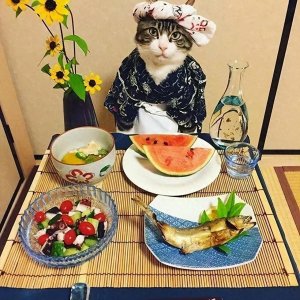 ​养猫知识：除了猫粮，猫咪还可以吃这6种食物，营养更充足
