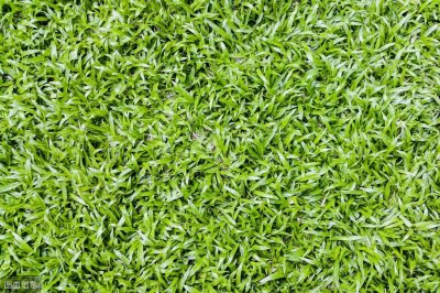 ​地毯草与假俭草的科普介绍，让大家感受大自然的美丽