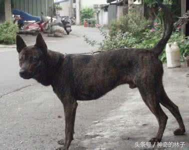 藏獒剃完毛后竟这个熊样，还不如土狗，难怪被高加索犬5秒内咬死