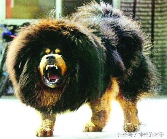 藏獒剃完毛后竟这个熊样，还不如土狗，难怪被高加索犬5秒内咬死