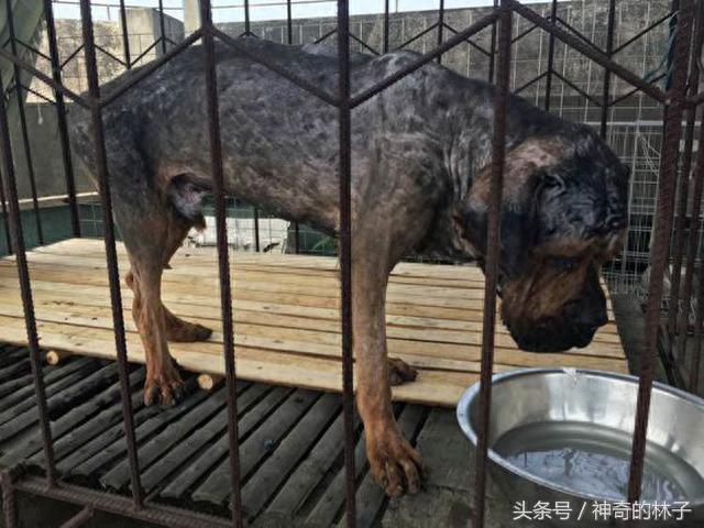 藏獒剃完毛后竟这个熊样，还不如土狗，难怪被高加索犬5秒内咬死